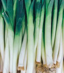 Pór zimní zelenomodrý - Allium porrum - semena - 1,5 g