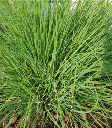 Pažitka Polyvert - Allium schoenoprasum L. - semena pažitky - 0,4 g