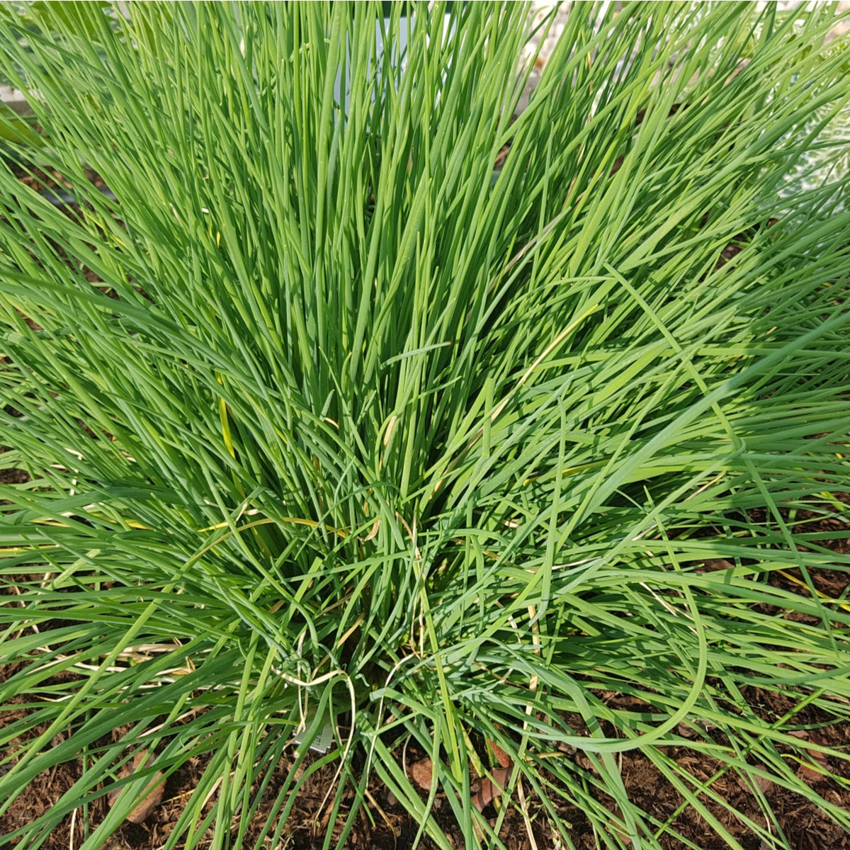 Pažitka Grande - Allium schoenoprasum L. - semena pažitky - 300 ks