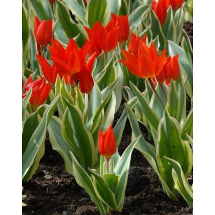 Tulipán vícekvětý Praestans Unicum - cibuloviny - 3 ks