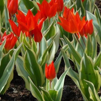 Tulipán vícekvětý Praestans Unicum - cibuloviny - 3 ks