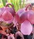 Špirlice růžová - Sarracenia rosea - semena špirlice - 10 ks