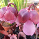 Špirlice růžová - Sarracenia rosea - semena špirlice - 10 ks