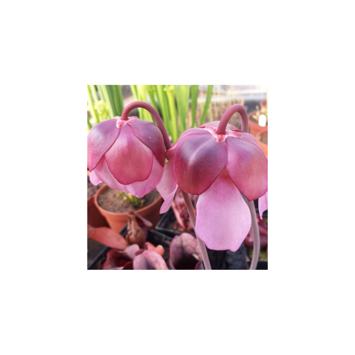 Špirlice růžová - Sarracenia rosea - semena špirlice - 10 ks