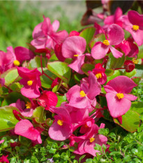 Voskovka  Heaven Rose F1 - Begonia semperflorens - semena - 10 ks