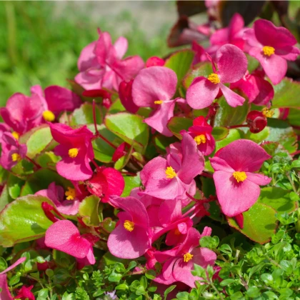 Voskovka  Heaven Rose F1 - Begonia semperflorens - semena - 10 ks