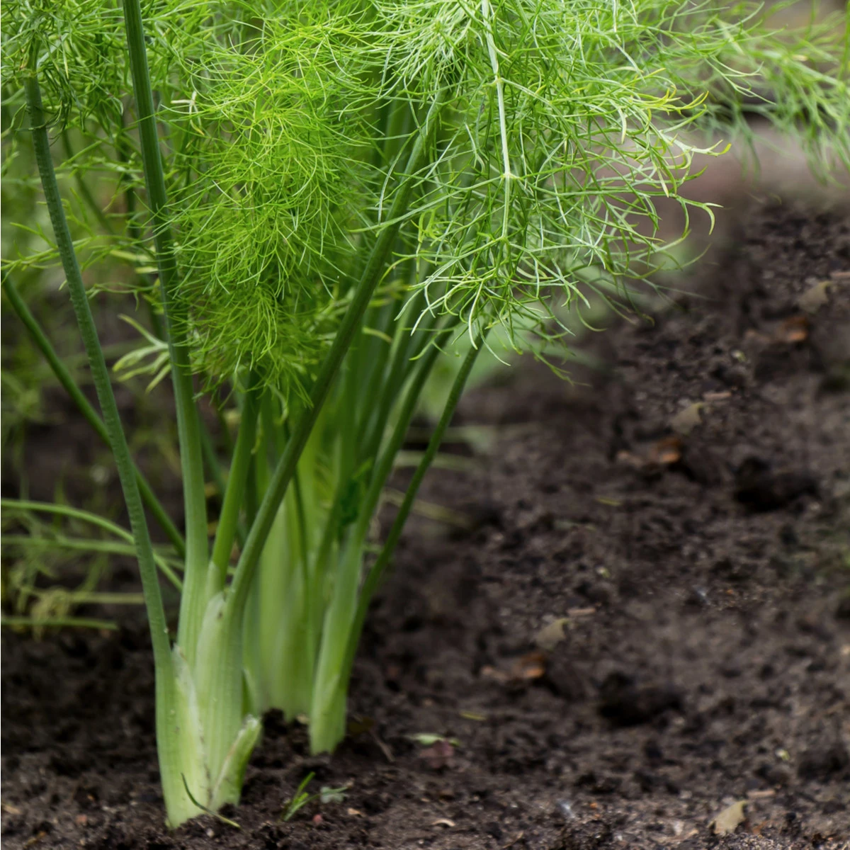 Fenykl hlíznatý De Florencia - Foeniculum vulgare - semena fenyklu - 150 ks