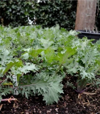 Kadeřávek Red Russian - Brassica oleracea - semena kadeřávku - 150 ks