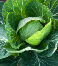 Zelí hlávkové bílé Dita - Brassica oleracea - semena - 0,8 gr