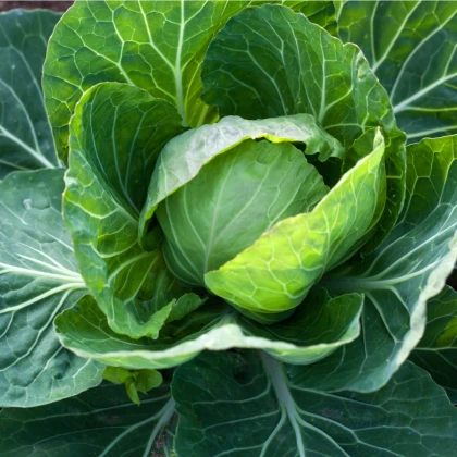 Zelí hlávkové bílé Dita - Brassica oleracea - semena - 0,8 gr