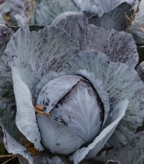 Zelí červené rané - Brassica oleracea - semena - 0,5 gr