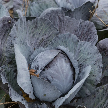 Zelí červené rané - Brassica oleracea - semena - 0,5 gr