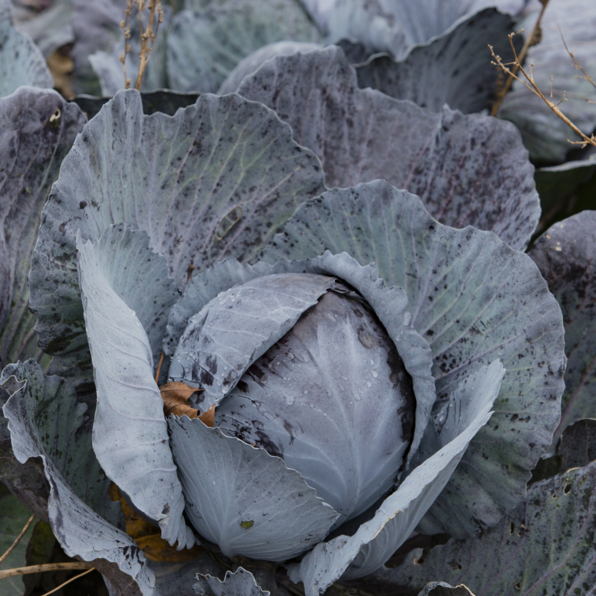 Zelí červené rané - Brassica oleracea - semena - 0,5 gr