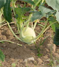 Kedluben bílý Lanro - Brassica oleracea - semena - 1 gr