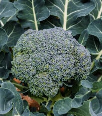 Brokolice Green Magic F1 - Brassica oleracea L. - semena - 20 Ks