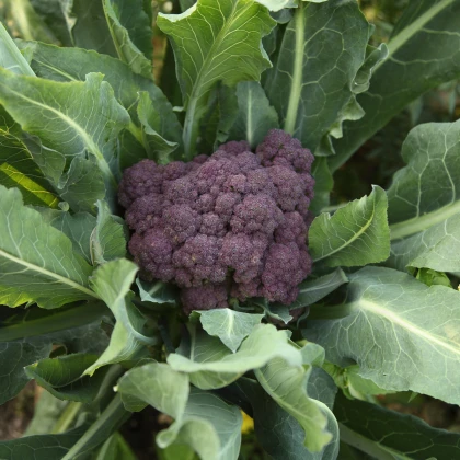 Brokolice raná fialová Rudolph - Brassica oleracea - semena - 0,9 gr