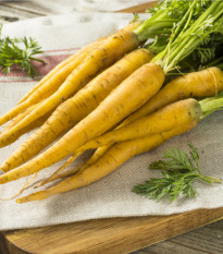 Mrkev žlutá Lobbericher - Daucus carota ssp. sativus - semena - 1 g
