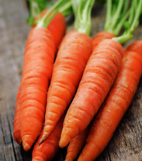 Mrkev Rotin - Daucus carota - semena - 1 g