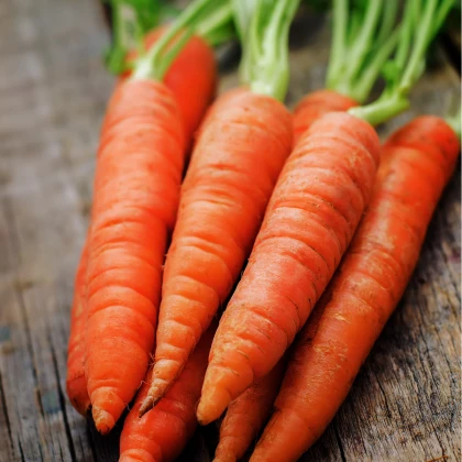 Mrkev Rotin - Daucus carota - semena - 1 g