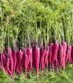 Mrkev Purple Dragon - Daucus carota - semena mrkve - 80 ks