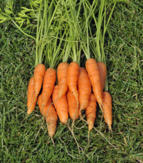 Mrkev karotka Amsterdam raná - Daucus carota - semena - 900 ks