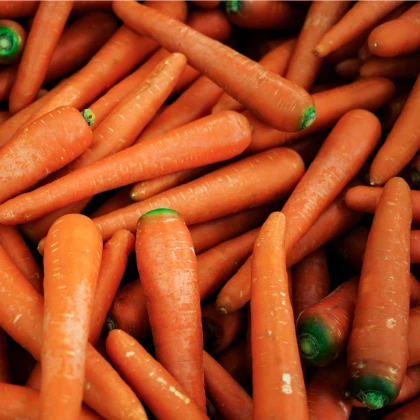 Mrkev Rote Riesen - Daucus carota - semena mrkve - 800 ks