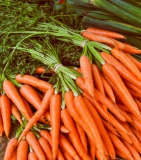 Mrkev Rothild - Daucus carota - semena mrkve - 900 ks