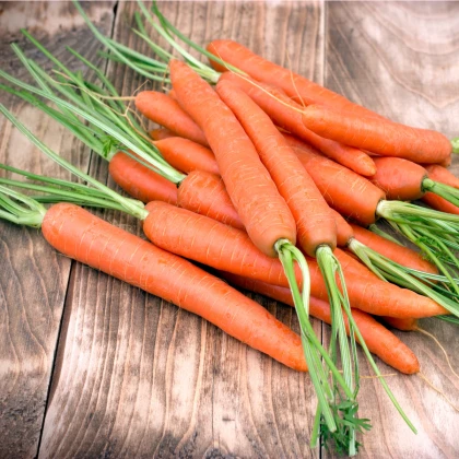 Mrkev Jubila - semena - 1 gr