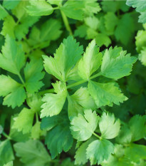 Celer listový kadeřavý Pikant - Apium graveolens var. Secalinum - semena - 400 ks