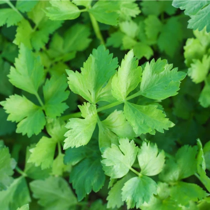 Celer listový kadeřavý Pikant - Apium graveolens var. Secalinum - semena - 400 ks