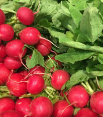 Ředkvička Princ Rotin - prodej semen ředkvičky - 0,5 gr