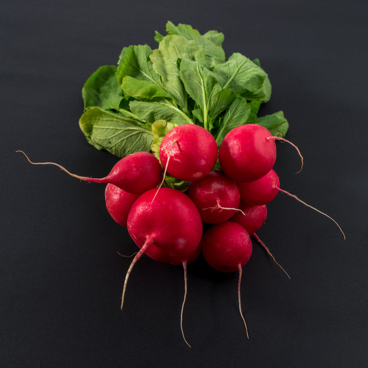 Ředkvička Raxe - semena - 0,5 gr