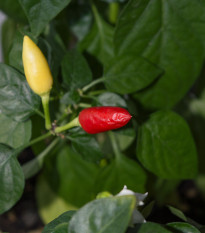 Chilli Little Elf - Capsicum chinense - semena chilli - 6 ks