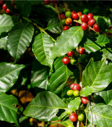 Kávovník arabský - Coffea arabica - semena - 5 ks