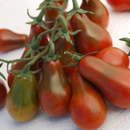 Rajče Chocolate pear - Lycopersicon esculentum - semena - 6 ks