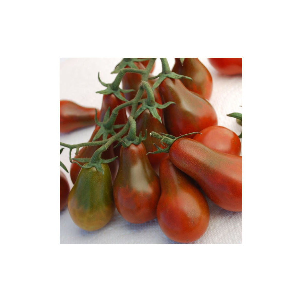 Rajče Chocolate pear - Lycopersicon esculentum - semena - 6 ks