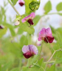 Hrách cukrový pestrobarevný - Pisum sativum - semena - 8 gr