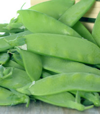 Hrách cukrový - Oregon - Pisum sativum - semena - 60 ks