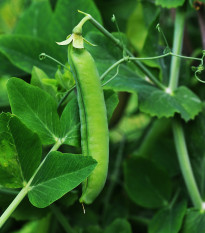 Hrách setý dřeňový Senator - Pisum sativum - semena hrachů - 50 ks