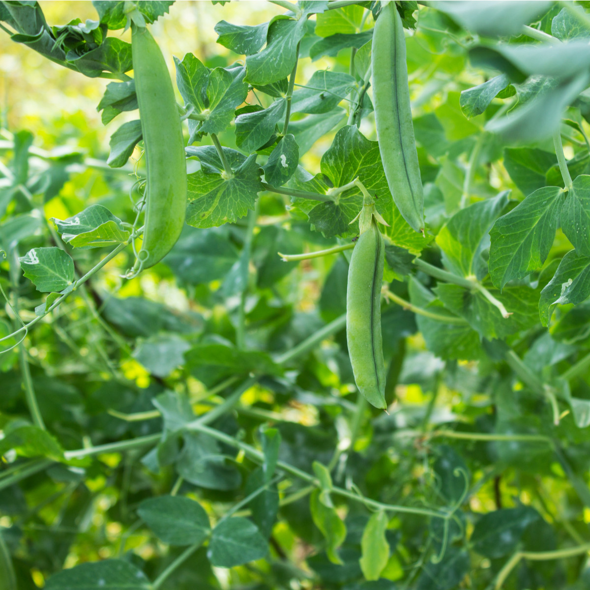 Hrách dřeňový velmi raný - Pisum sativum - semena - 40 ks