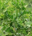 Hrách dřeňový Gloriosa - Pisum sativum - semena hrachu - 85 ks