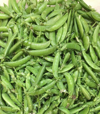Hrách cukrový Zuccola - Pisum sativum - semena - 10 gr