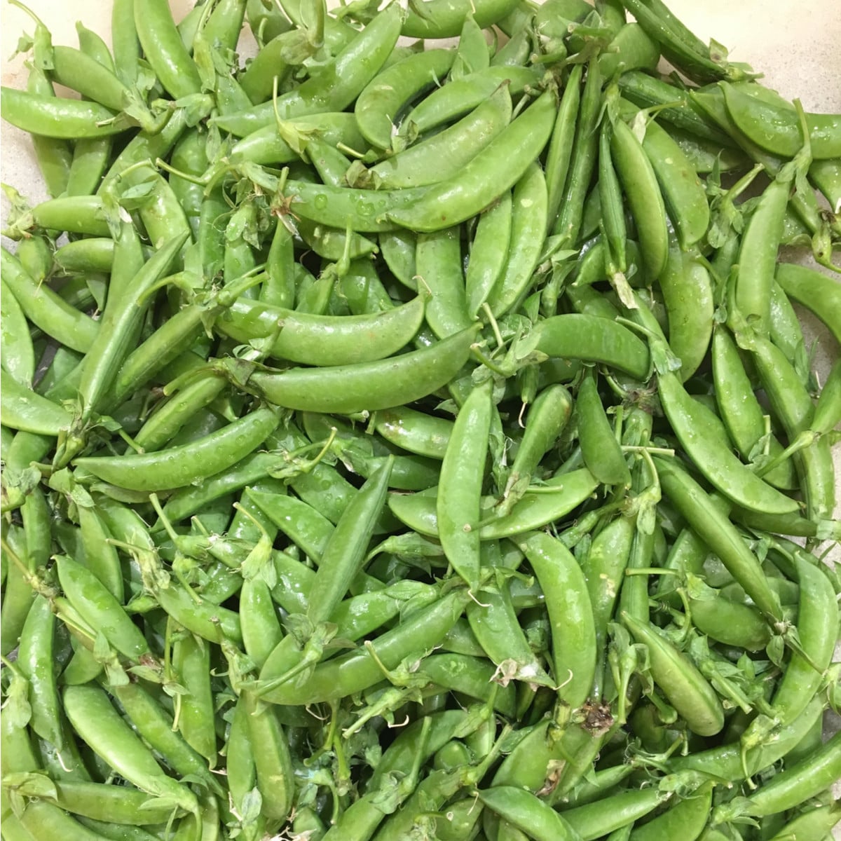 Hrách cukrový Zuccola - Pisum sativum - semena - 10 gr