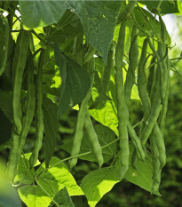 Fazole tyčková Algarve - Phaseolus vulgaris - semena fazole - 20 ks