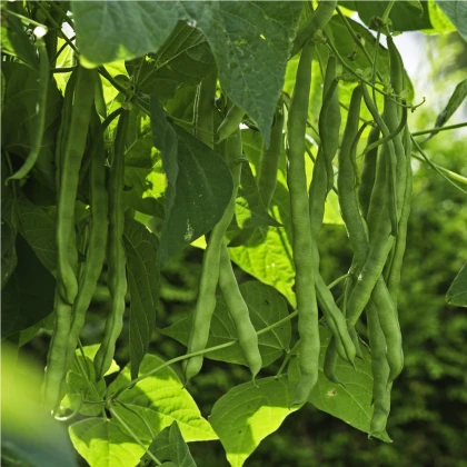 Fazole tyčková Algarve - Phaseolus vulgaris - semena fazole - 20 ks