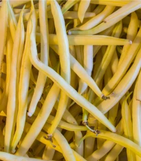 Fazole Orinoco - Phaseolus vulgaris - semena - 20 ks