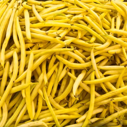 Fazol keříčkový Golddukat - Phaseolus vulgaris - semena fazolí - 20 ks
