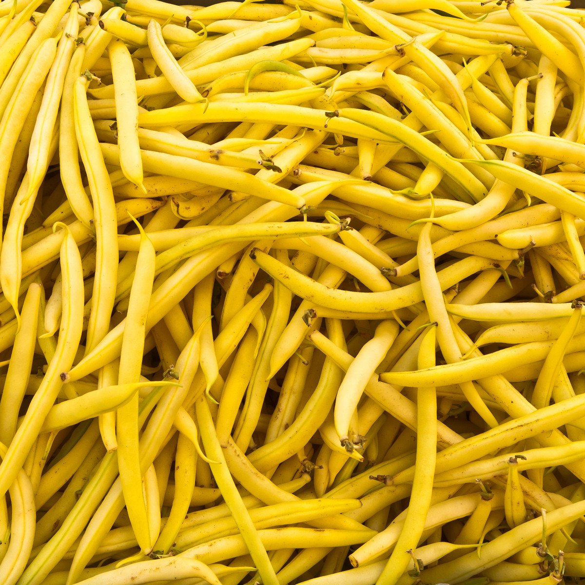 Fazol keříčkový Golddukat - Phaseolus vulgaris - semena fazolí - 20 ks