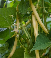 Fazol keříčkový Hildora - Phaseolus vulgaris L. - semena - 10 g