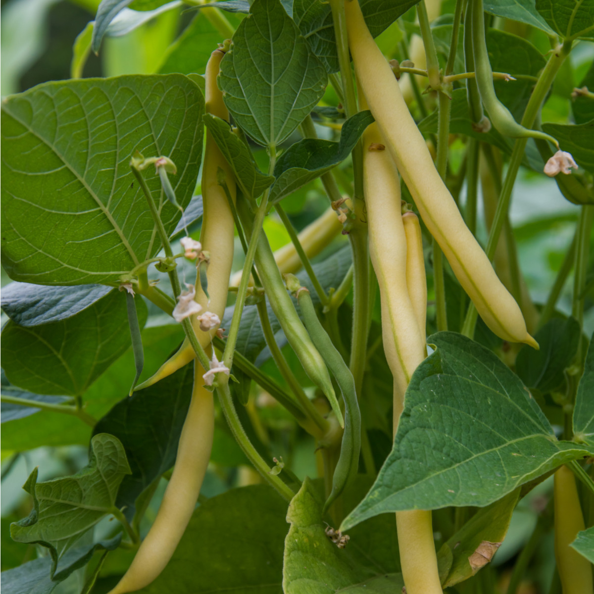 Fazol keříčkový Hildora - Phaseolus vulgaris L. - semena - 10 g